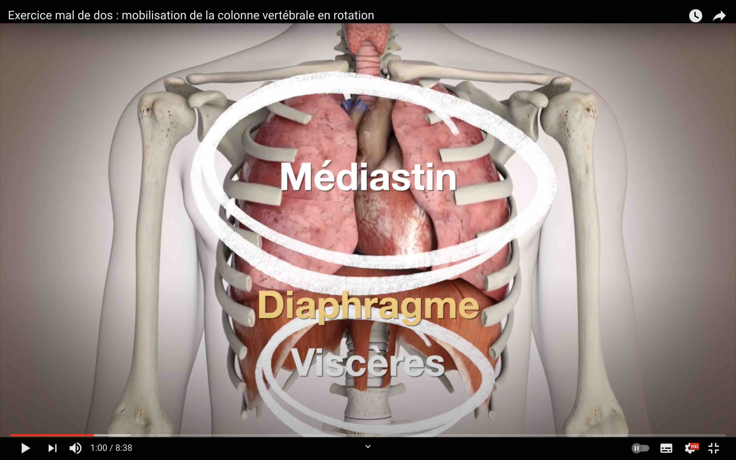 Position du diaphragme dans le corps